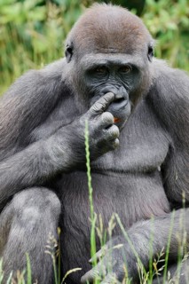 Western lowland gorilla (Gorilla gorilla gorilla), juvenile, captive, native to Africa