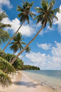 Palm beach on tropical exotic island in the South Seas with three palms growing diagonally high in