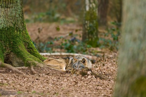 A wolf rests in a wooded area with lush moss growth, between large tree trunks, Wolf (Canis Lupus),