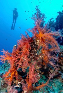 Red soft coral (Dendronephthya) Soft coral in the Red Sea, in the background silhouette of diver,