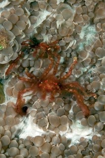 Close-up underwater photo Pair of orang-utan crab (Achaeus japonicus) Orang-utan crab sitting on
