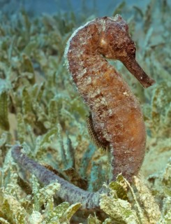 Close-up of large seahorse (Hippocampus kelloggi), Red Sea, Egypt