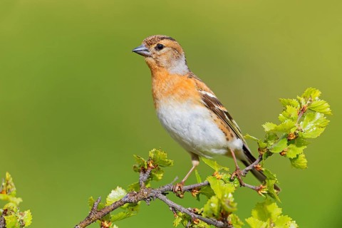 Bergfink, Brambling, Fringilla montifringilla, Pinson du Nord, Pinzón Real