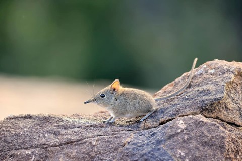 Short-eared Trunked Shrew (Macroscelides probosideus), Short-eared Elephant Shrew, Short-eared