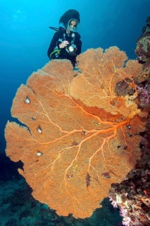 Underwater photo of female diver scuba diving looking at large fan coral (Anella mollis) horn coral