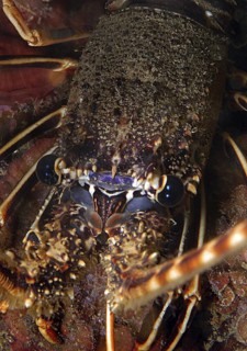 Underwater photo extreme close-up of head head portrait eyes of European spiny crayfish (Palinurus