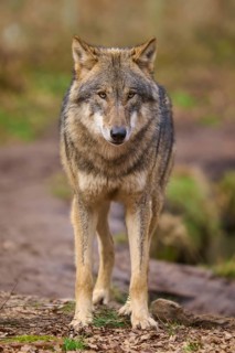 A focussed wolf on a forest path looks ahead, Wolf (Canis lupus), Germany