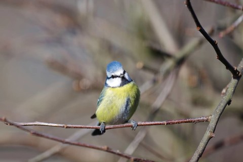 Blue tit (Cyanistes caeruleus), close-up, colourful plumage, twig, cute, sunlight, single blue tit