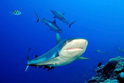 Underwater photo of in the foreground Grey reef shark (Carcharhinus amblyrhynchos) swimming very