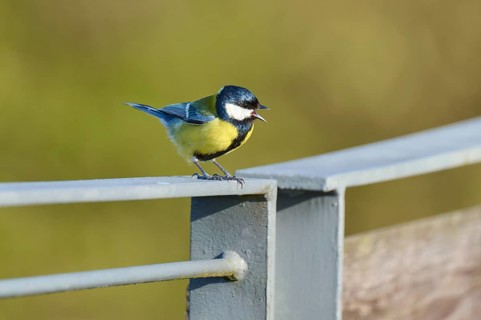 Great tit sitting on a railing and calling loudly into the neighbourhood, Great tit (Parus major),