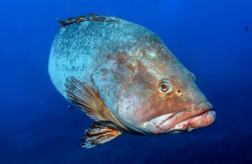 Underwater photo close-up of head of large specimen Dusky Grouper (Epinephelus marginatus) swimming
