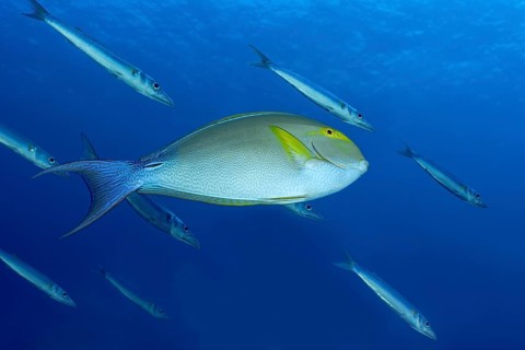 A yellowfin surgeonfish glides gracefully amidst slender barracudas under the clear blue waters of