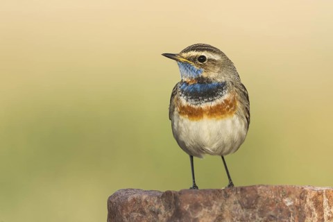 Bluethroat (Luscinia svecica svecica) male, Eilat, Israel