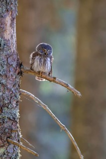 Pygmy Owl (Glaucicium passerinum), sitting on the branch of a tree, Pirchner Ast, Schwaz, Tyrol,
