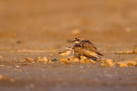 Little Ringed Plover (Charadrius dubius) with chick, North Rhine-Westphalia, Germany