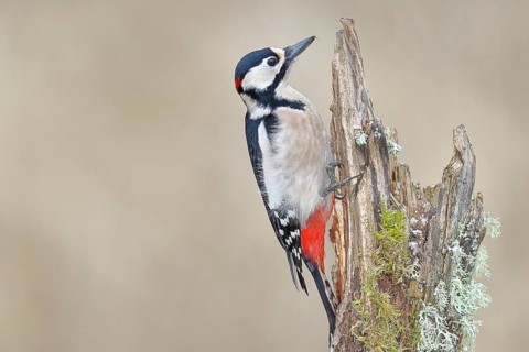 Great spotted woodpecker (Dendrocopos major), male, foraging on a tree stump overgrown with moss