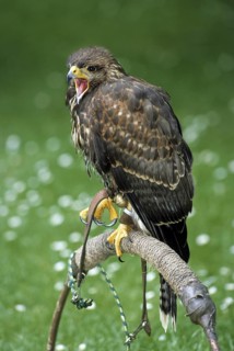 Harris's Hawk, Harris Hawk (Parabuteo unicinctus) perched at falconry