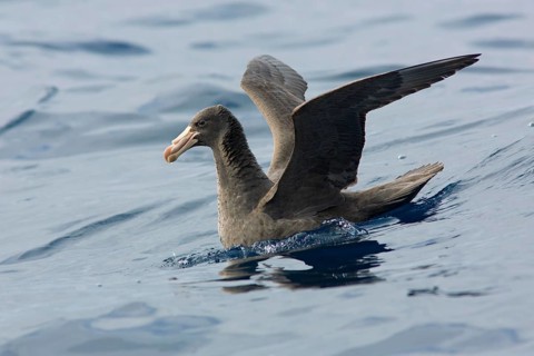 Northern Giant Petrel (Macronectes halli), Victoria, Australia