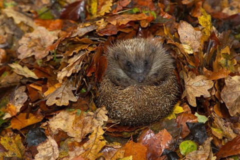 European hedgehog (Erinaceus europaeus) adult animal resting on fallen autumn leaves during