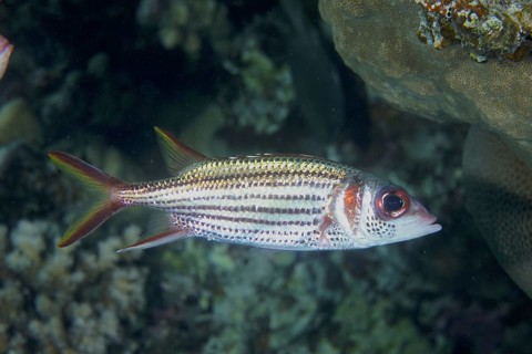 Blood spotted hussar (Neoniphon sammara)