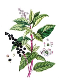 Ohytolacca decandra, Virginia pokeweed, digital reproduction of a historical original, between 1790