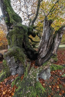 Old copper beeches (Fagus sylvatica) in the Hutewald Halloh, Hesse, Lower Saxony