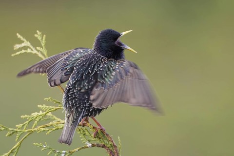 Common Starling (Sturnus vulgaris) singing, Saxony, Germany