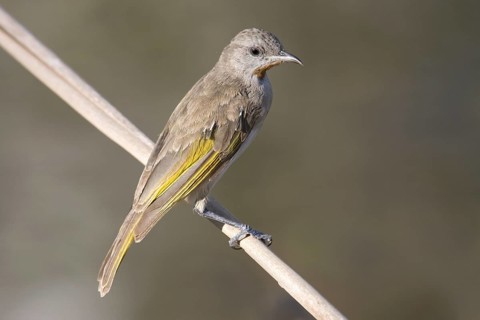 Rufous-throated Honeyeater (Conopophila rufogularis), Western Australia, Australia