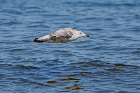 Juvenile herring gull (Larus argentatus) flying low above rippled blue sea water with wings tucked