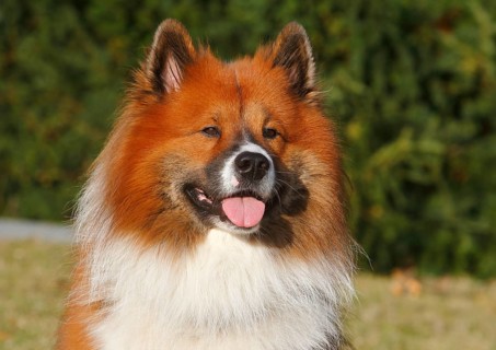 Large Elo (Canis lupus familiaris), male 3 years, portrait, North Rhine-Westphalia, Germany