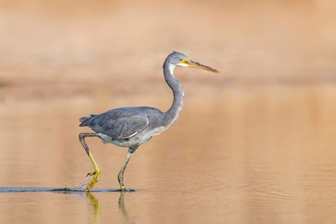Western Reef Heron (Egretta gularis), Eilat, Israel