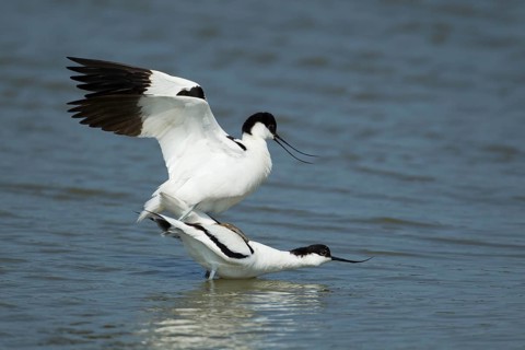Pied avocet (Recurvirostra avosetta) two adult wading birds in love mating on a lagoon in spring,