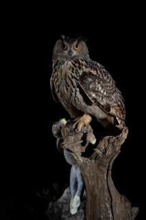Eurasian Eagle-Owl (Bubo bubo) male with rabbit prey, Extremadura, Portugal