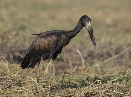 African Openbill (Anastomus lamelligerus) foraging, Chobe, Botswana