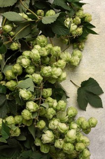 A branch with leaves of fresh hops, beer ingredient, top view