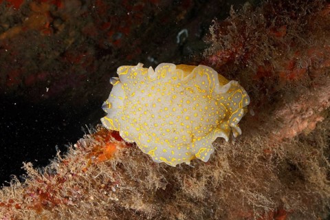 A bright yellow snail, yellow-violet star snail (Felimare Picta), gliding over algae-covered