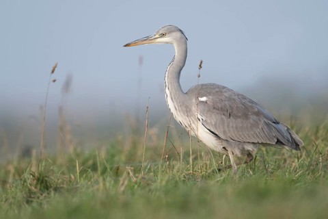 Grey Heron (Ardea cinerea) foraging, North Rhine-Westphalia, Germany