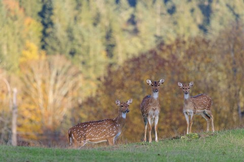 An Axis deer stag (Axis axis) and a young hind stand in a green meadow. A forest in autumn colours