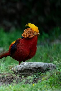Golden Pheasant (Chrysolophus pictus) male perched on the ground, Shanxi, China