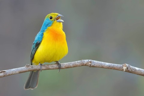 Orange-breasted Bunting (Passerina leclancherii) perched on a branch in Oaxaca, Mexico