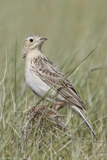 Sprague's Pipit (Anthus spragueii), Saskatchewan, Canada