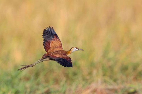 Blue-fronted Jacanas, (Actophilornis africana), Actophilornis africanus