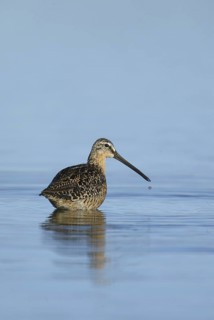 Short-billed Dowitcher (Limnodromus griseus), Manitoba, Canada