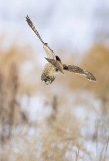 Short-eared Owl (Asio flammeus) flying, Alaska, USA