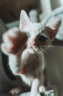 A playful white kitten with stunning blue eyes reaches out with its paw, inviting engagement and