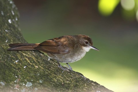 Terrestrial Bulbul, Phyllastrephus terrestris