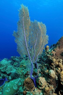 Common sea fan (Gorgonia ventalina), Caribbean fan coral, horn coral, gorgonian, Caribbean, New