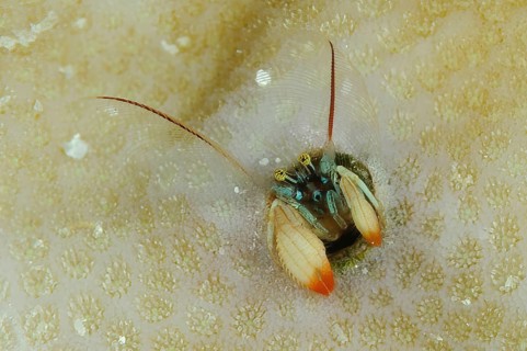 Underwater photo very 1 one centimetre small Kropp's coral hermit crab (Paguritta kroppi) species