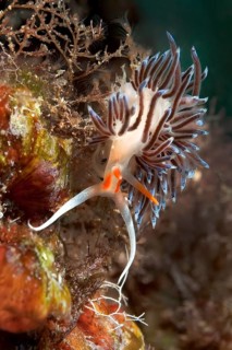 Nudibranch migratory thread snail (Cratena peregrina) crawls over hydrozoans, Mediterranean Sea,