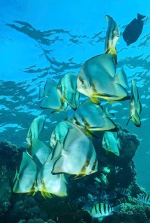 Small school of roundhead batfish (Platax orbicularis), Pacific Ocean, Yap, Micronesia, Oceania